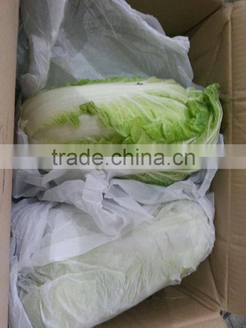 fresh new crop chinese cabbage