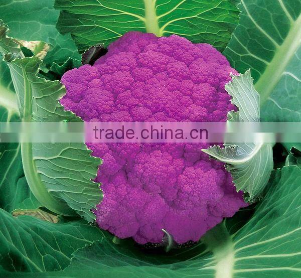 High Yield Chinese F1 Hybrid Purple Broccoli Seeds