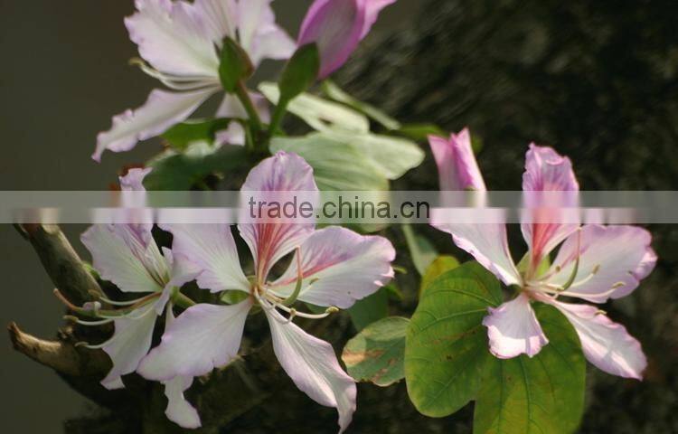 Bauhinia variegata