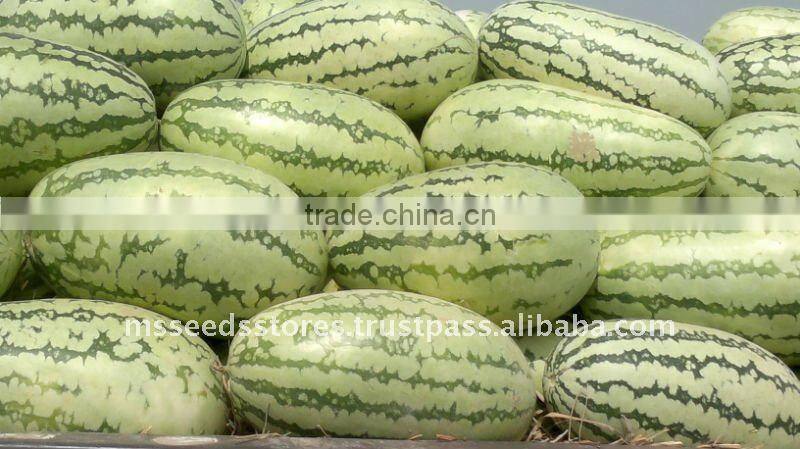 ANARKALI Hybrid Watermelon Seeds