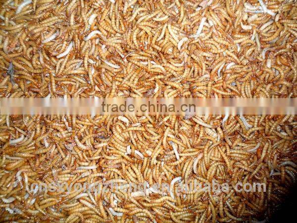 Canned Freeze Drying Mealworms