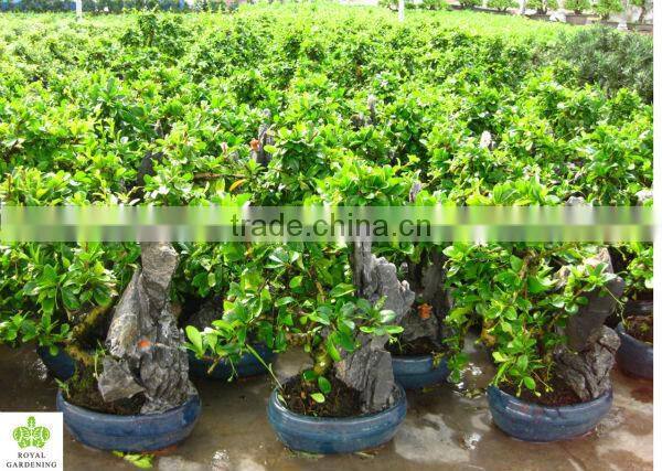 Carmona Microphylla bosnai tree