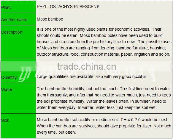 PHYLLOSTACHYS PUBESCENS diameter 4-5cm