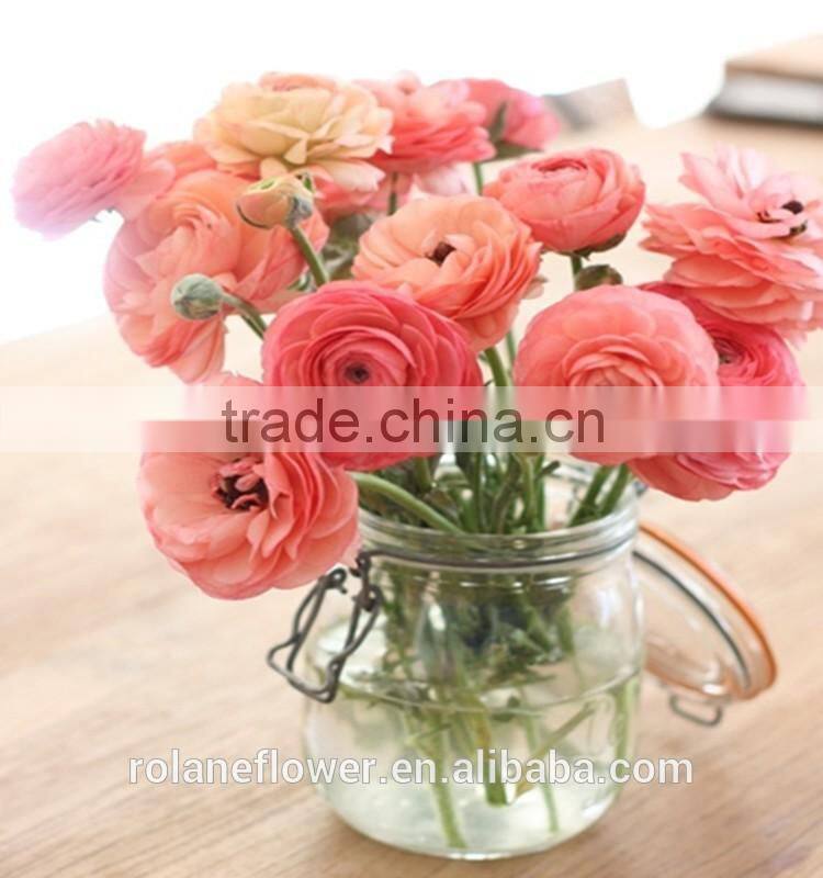 Diversified in packaging crazy selling decoration wholesale flower Ranunculus asiaticus