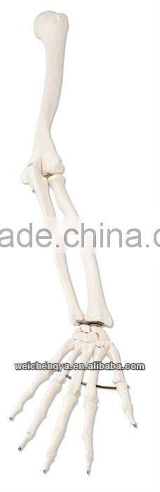 Life-Size Upper Extremity Model