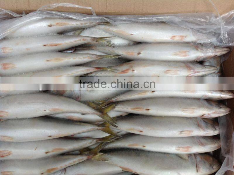 Frozen mackerel 6-8pcs/kg newly processed in China