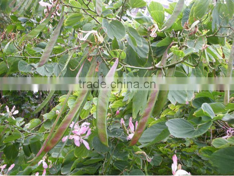 Bauhinia variegata