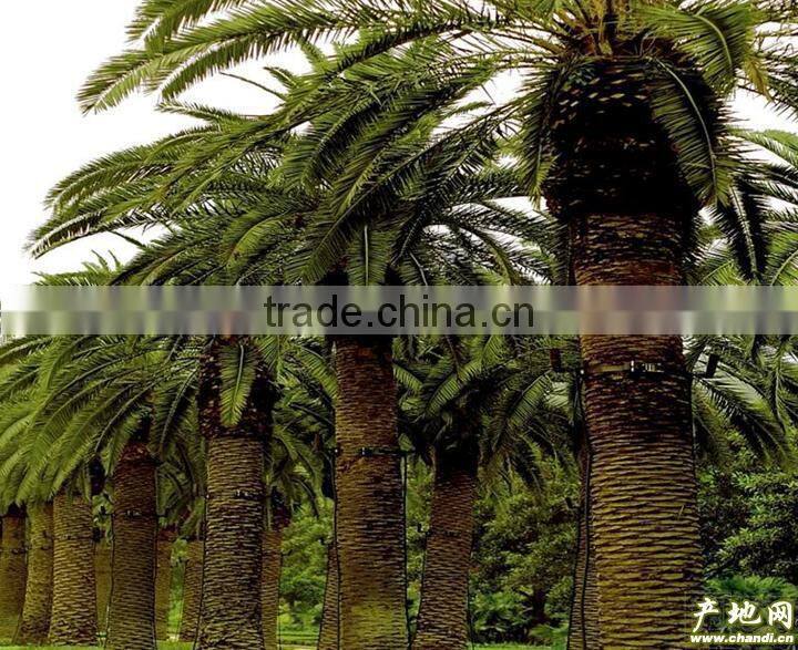 kieserite - Magnesium sulphate fertilizer for Philippines palm trees water soluble MgO23%MIN China