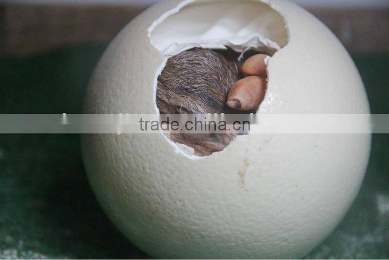 MJT-2 mujia 108eggs automatic OSTRICH egg incubator hot sale