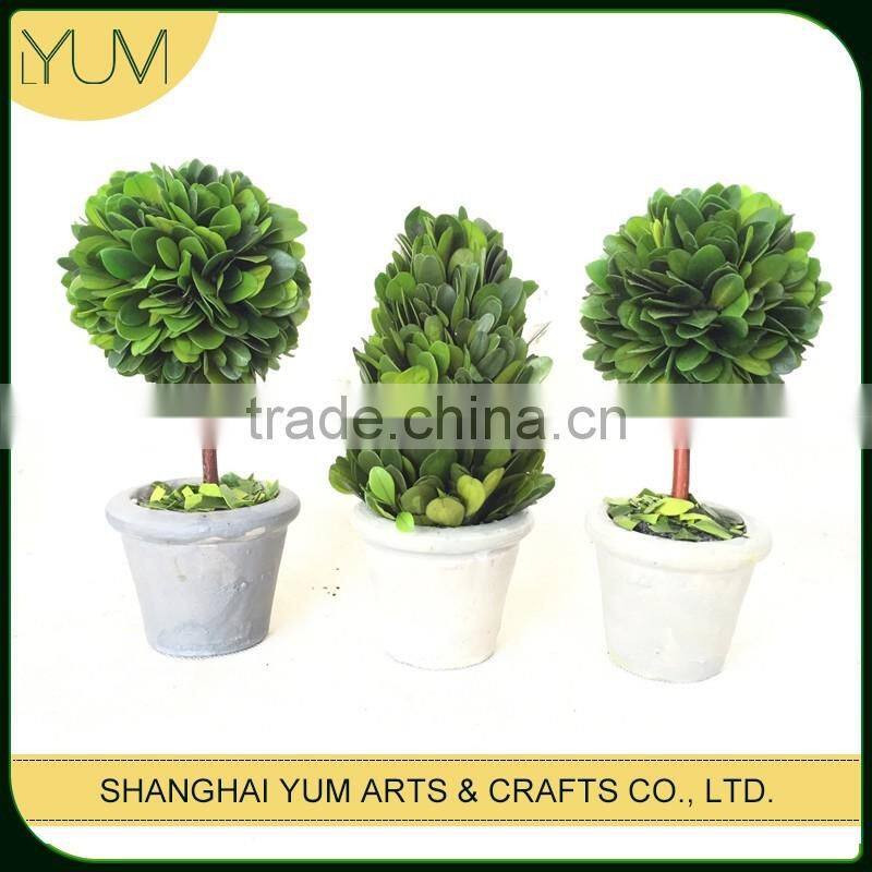 Professional producer preserved boxwood topiary bonsai