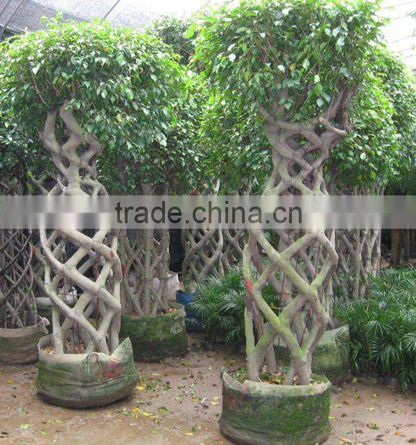 Ficus cage shape square shape 2m