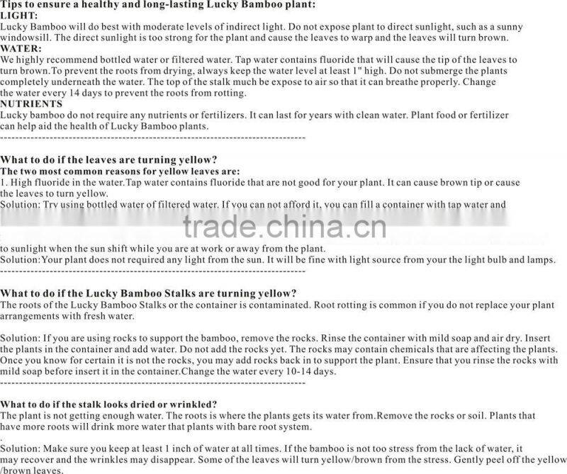 18 stems braided lucky bamboo bonsai tree dracaena sanderiana indoor aquatic feng shui plants nursery garden decoration