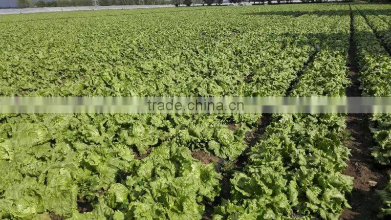 zhangbei Lettuce