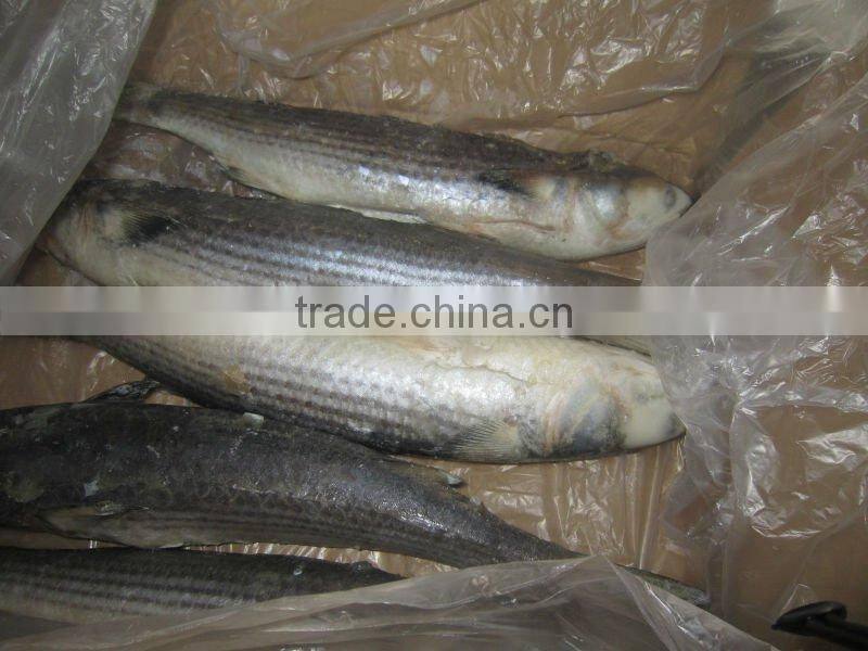 IQF frozen grey mullet whole round