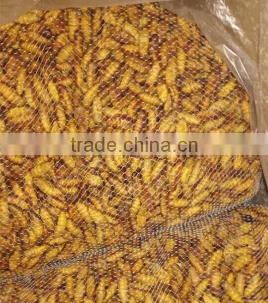 Frozen Silkworm worm For Market