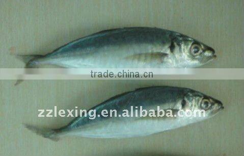 frozen fish horse mackerel