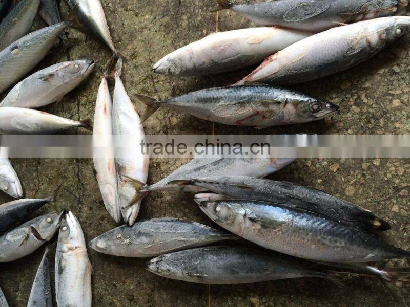 new landing 300-400g mackerel winter fish