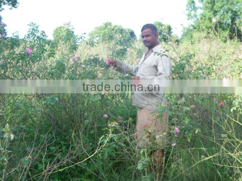 Bulk supplier Rose oil