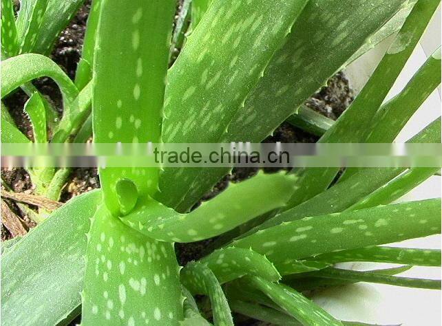 High quality aloe juice extractor machine