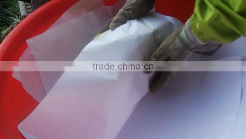 fresh cabbage chinese cabbage chinese beijing cabbage long cabbage