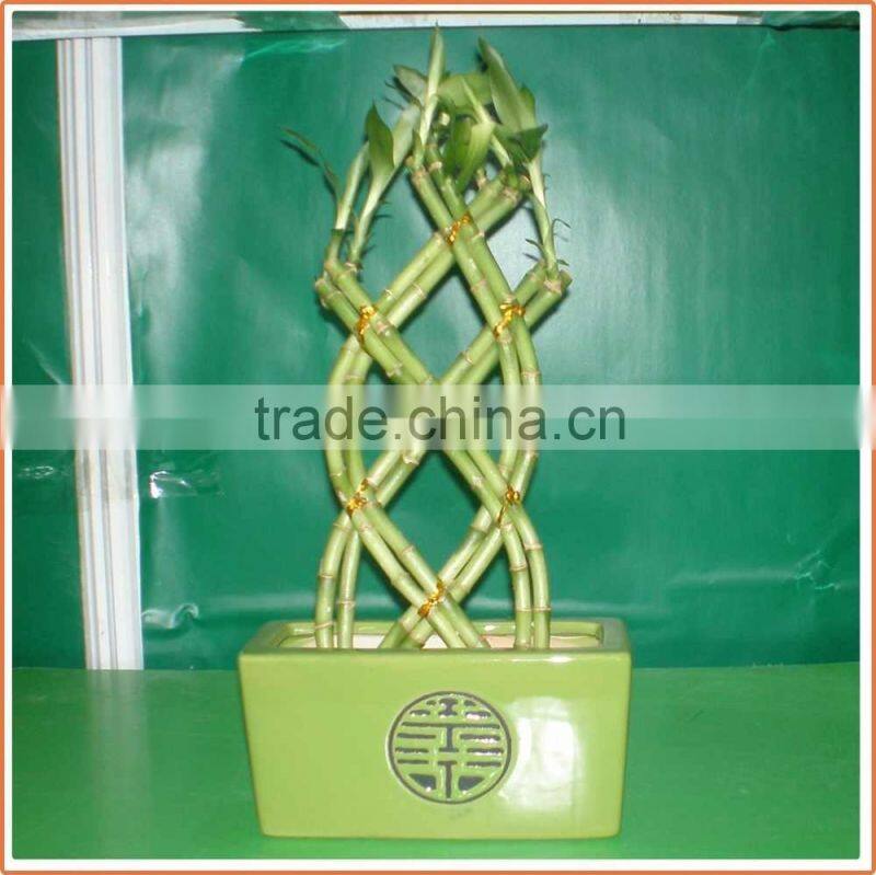 18 stems braided lucky bamboo bonsai tree dracaena sanderiana indoor aquatic feng shui plants nursery garden decoration