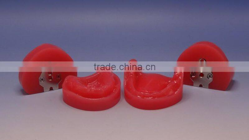 Dental functional edentulous jaws model DEA-30