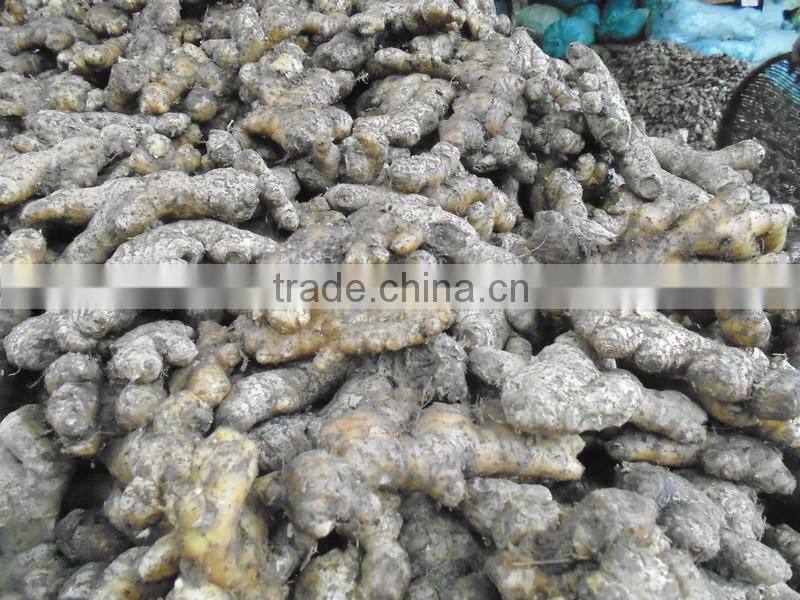 Hight Quality fresh Ginger best price