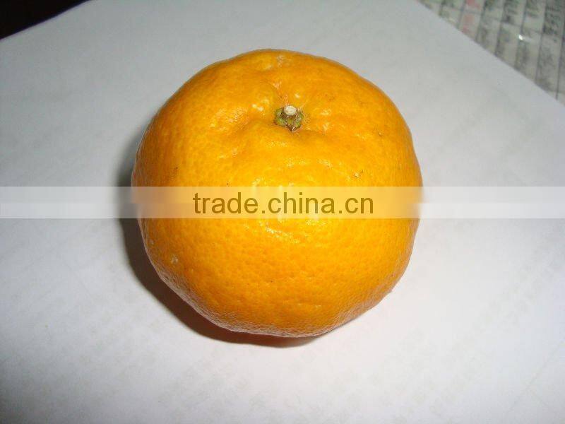 Chinese mandarin orange