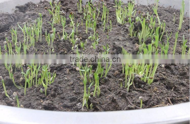 Chinese Black goji berry seed High survival rate