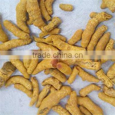 Best Quality Curcuma longa