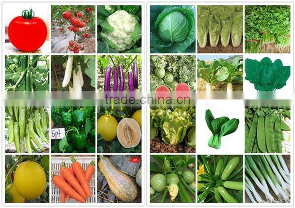 MW13 Yuanhua newly round watermelon seeds, watermelon hybrid seeds f1