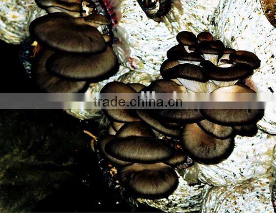 searea hot sale small polythene greenhouse for mushroom