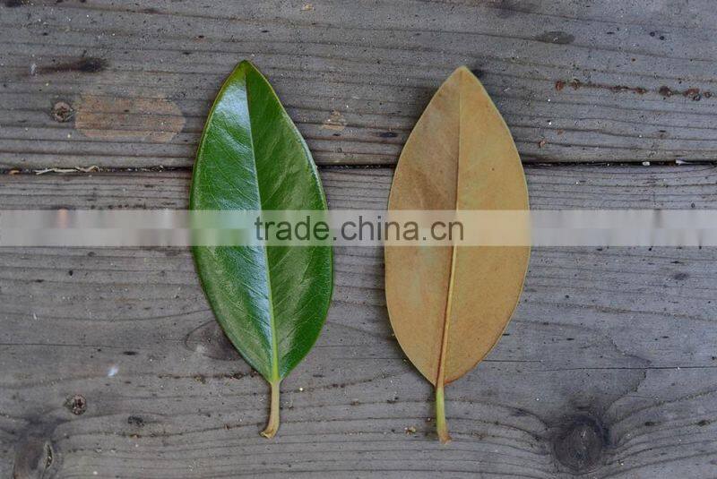 Real preserved magnolia leaves magnolia branches for export