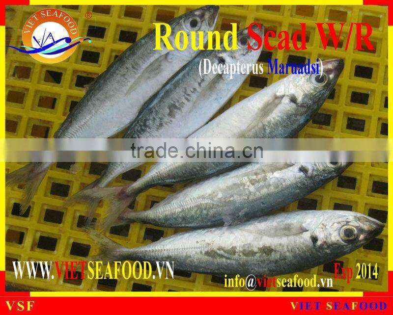 FROZEN ROUND SCAD WHOLE ROUND