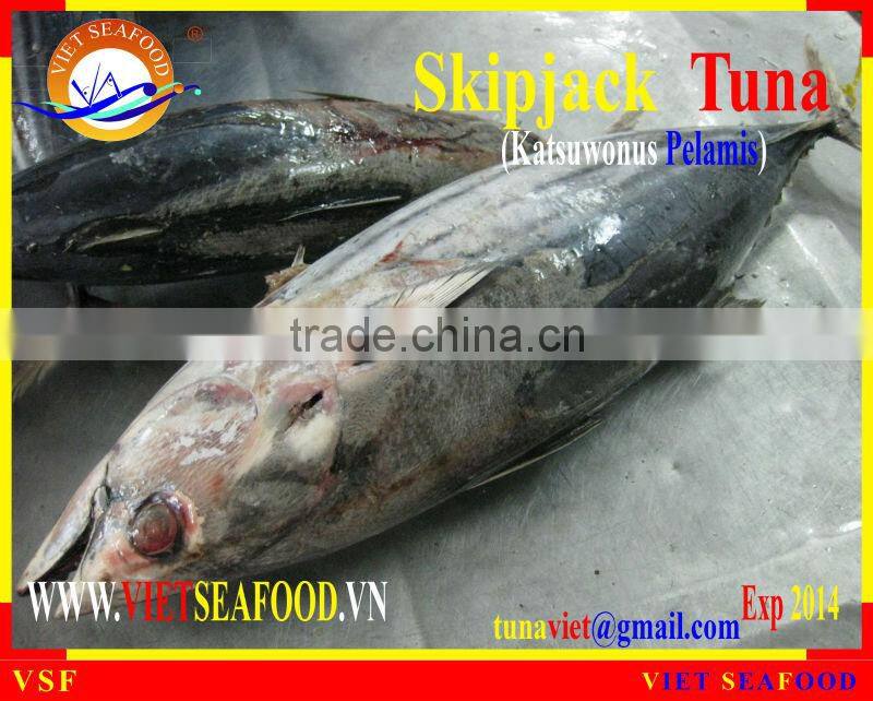 FROZEN SKIPJACK TUNA WHOLE ROUND