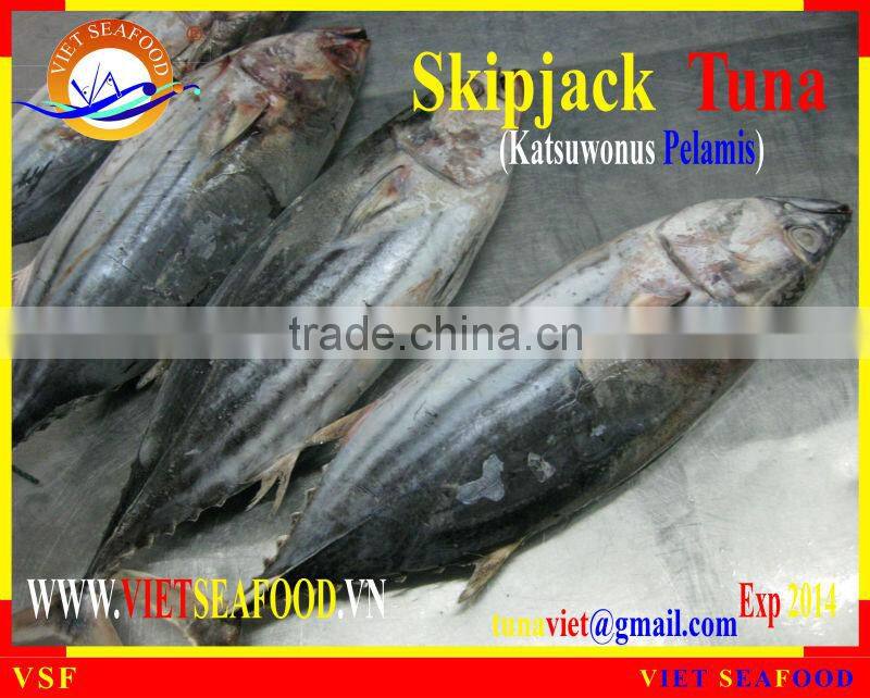 FROZEN SKIPJACK TUNA W/R