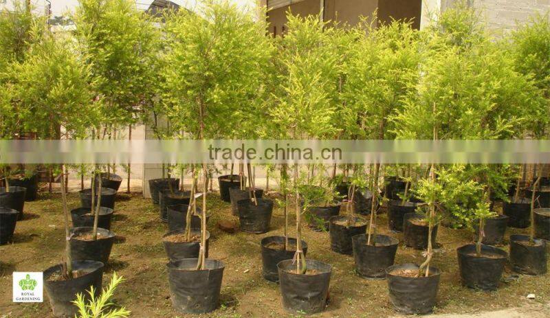 Melaleuca bracteata ornamental plants