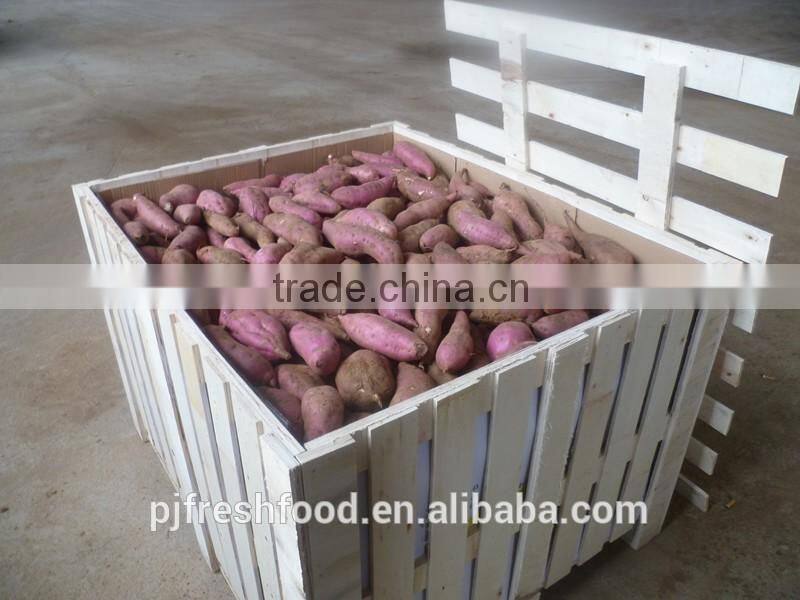 Fresh Sweet Potato Yellow Potato