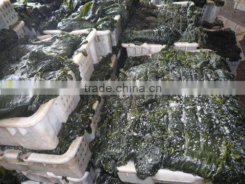 2014 Machine Dried shredded seaweed laminaria(manufacturer)
