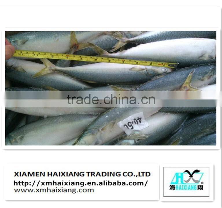 Wholesale frozen pacific mackerel fish in high quality