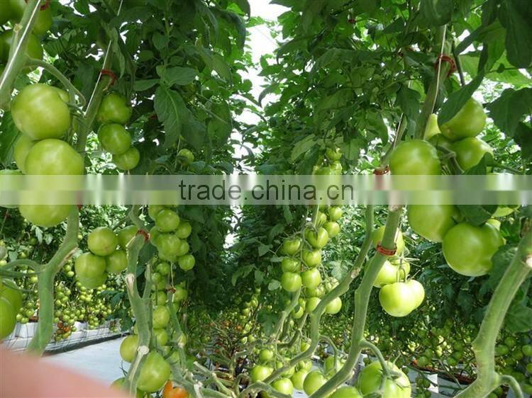 2016 F1 hybrid best tomato seeds red price with high quality