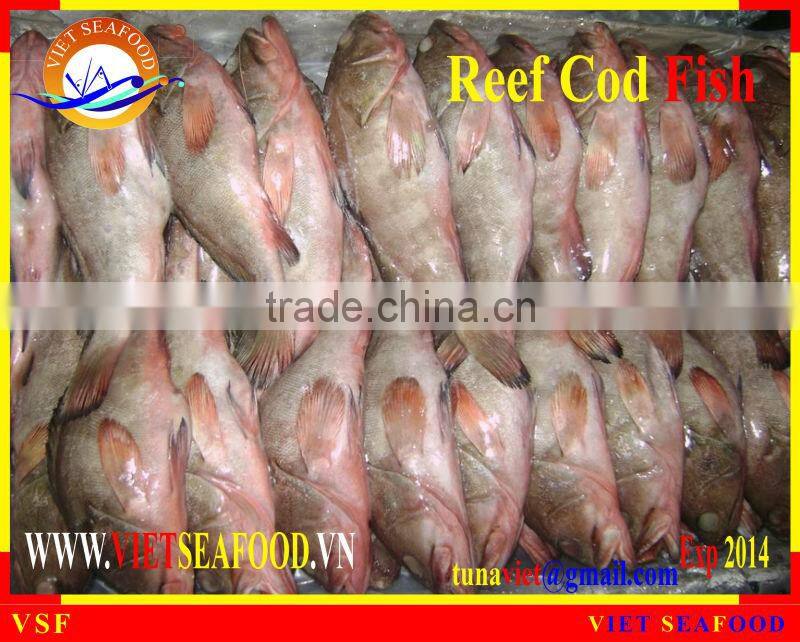 WHOLE ROUND FROZEN REEF COD FISH