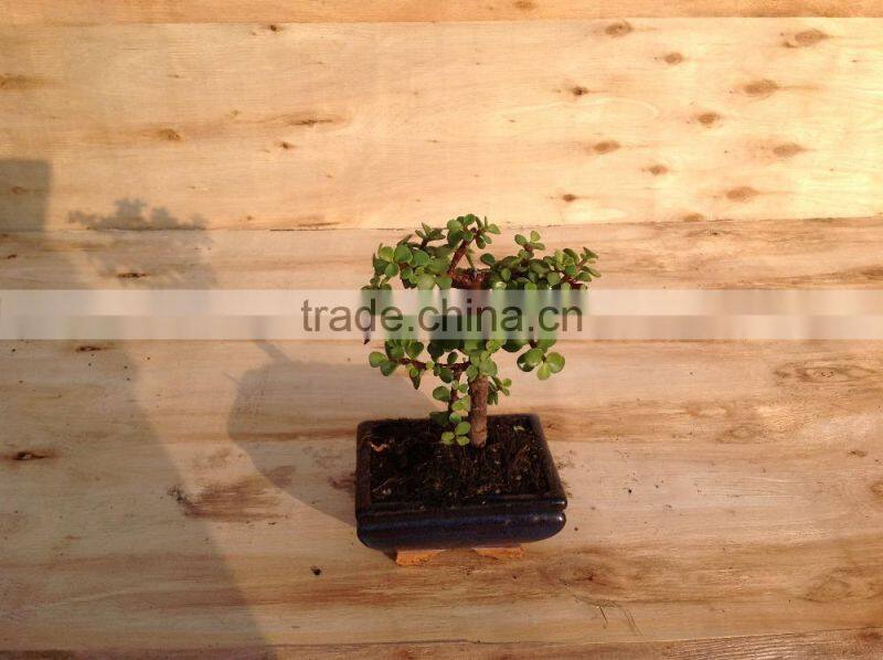 Portulacaria afra ( Jade plant) bonsai ball shape