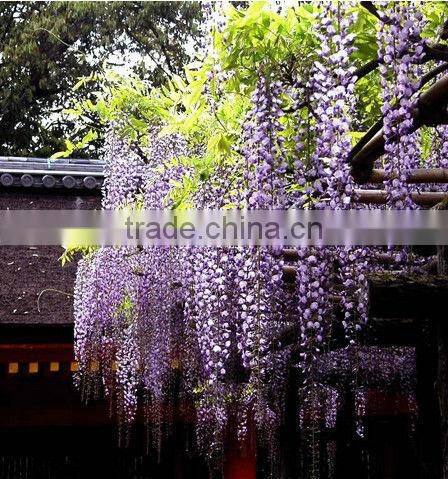 27434 indoor art wistaria flowers, Restaurant decorated with Oriental decor