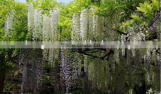 27434 indoor art wistaria flowers, Restaurant decorated with Oriental decor