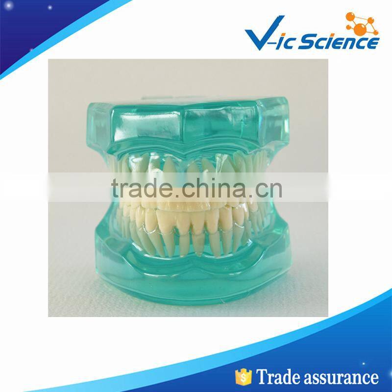 High Quality PVC Dental Teeth Model For Teaching