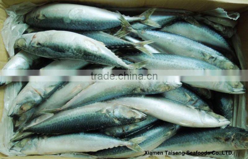 Pacific Mackerel Fish Whole Deep Frozen
