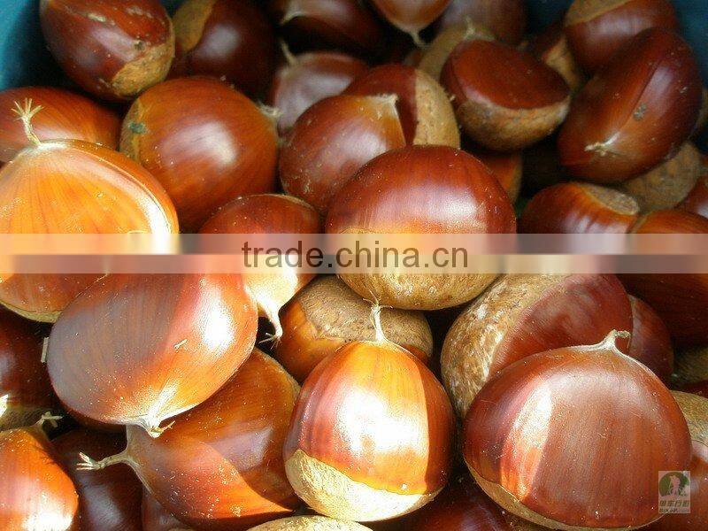 super supplier for chestnut