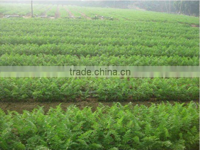 fresh baby carrot/farm fresh carrot