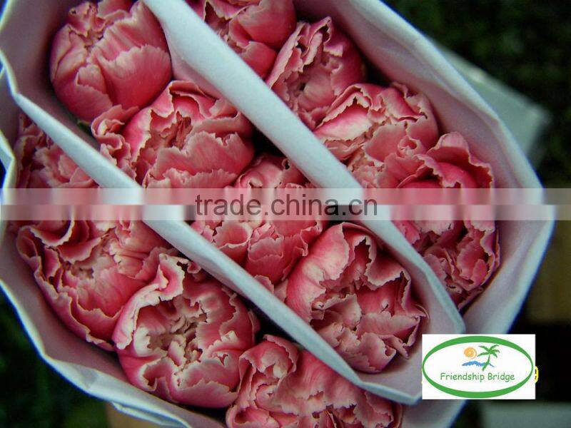 Fresh cut carnation flower